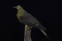 藏品(綠鳩)的圖片